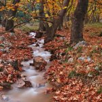 Beautiful autumn landscape from Planitero, in Kalavryta, Greece. Vivid, vibrant colorful fall image. Creek in sycamore plane tree forest.